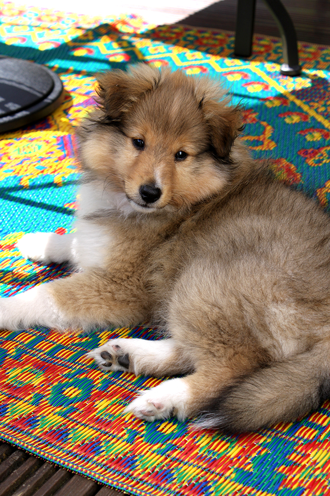 Introducing Quito our new Sheltie puppy Swoon Worthy