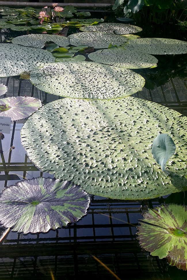 Botanical Gardens Munich 2