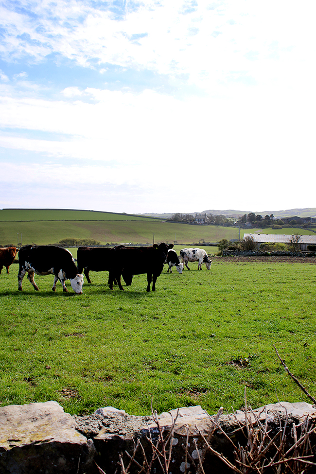 Cows in field, Cemlyn Wales