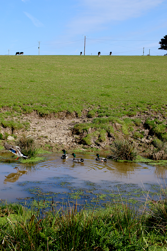 Cemlyn Bay, Anglesey, Wales - ducks