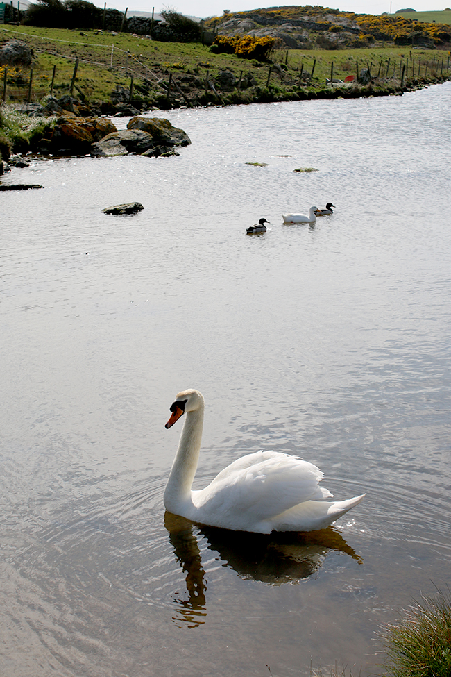 Cemlyn Bay Anglesey Wales swan