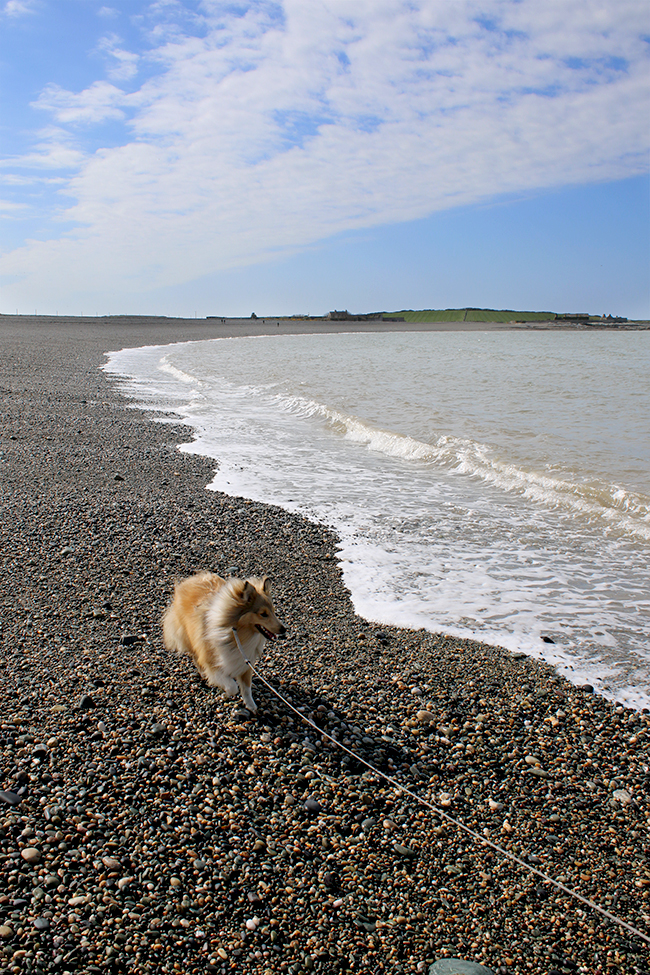 Cemlyn Bay in Anglesey - Sheltie on beach