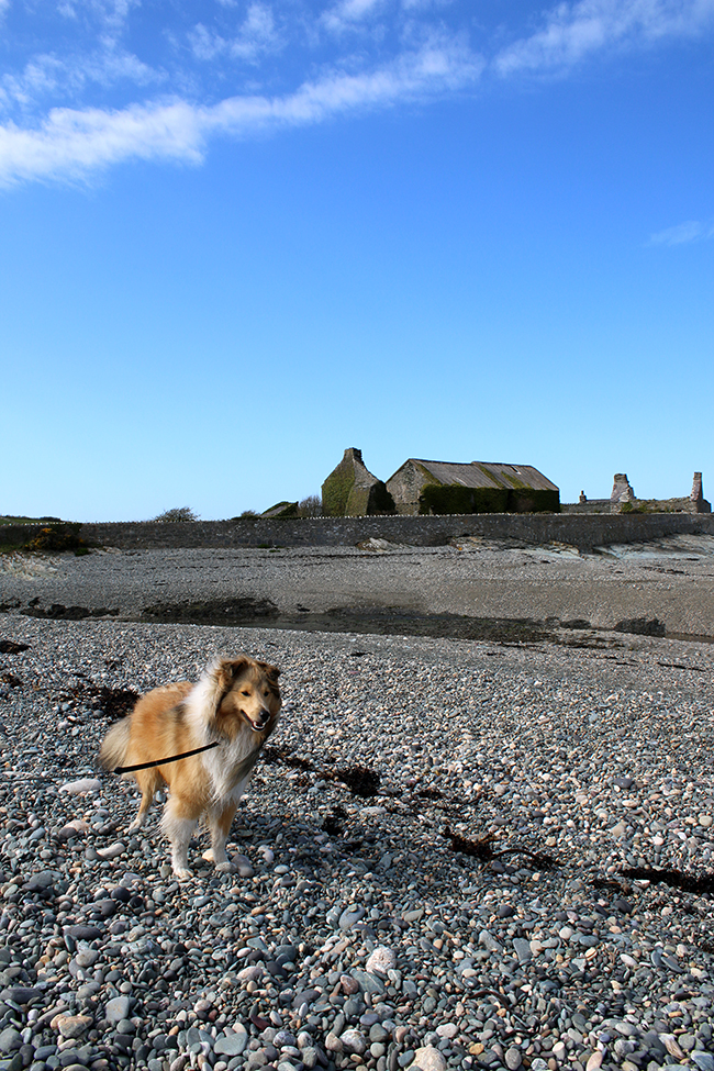 Cemlyn Bay in Anglesey - Sheltie on beach