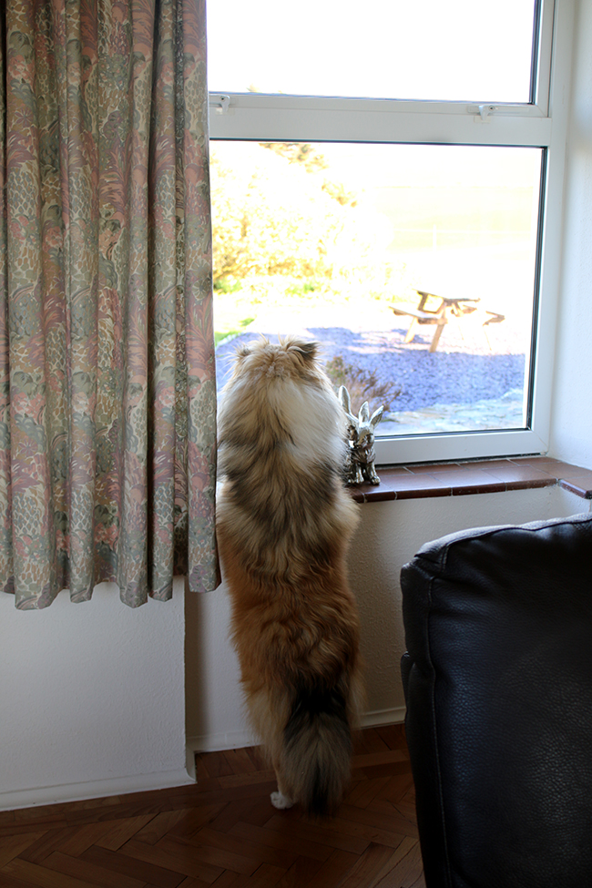 Sheltie at window