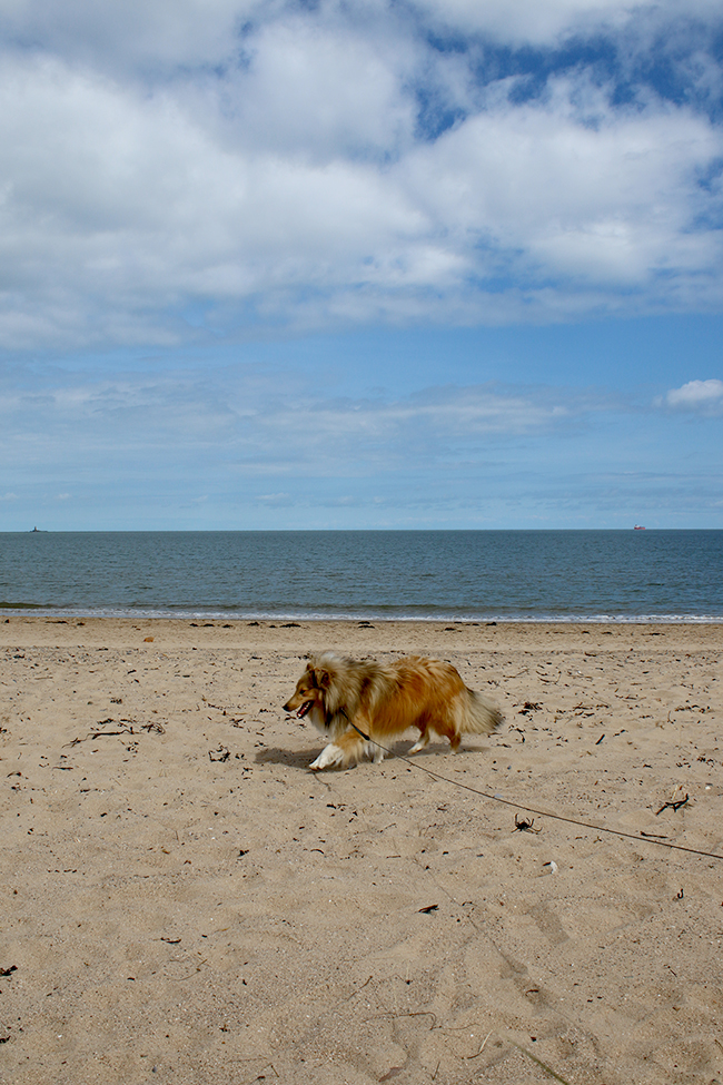 Lligwy Beach, Anglesey, Wales - sheltie on beach