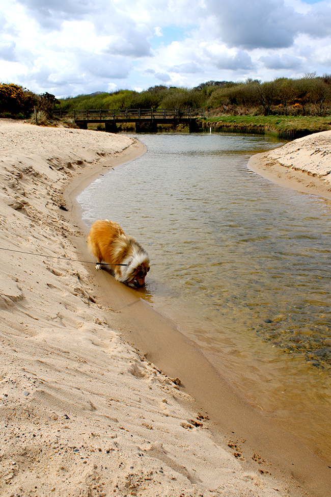 Lligwy Beach, Anglesey, Wales - sheltie on beach