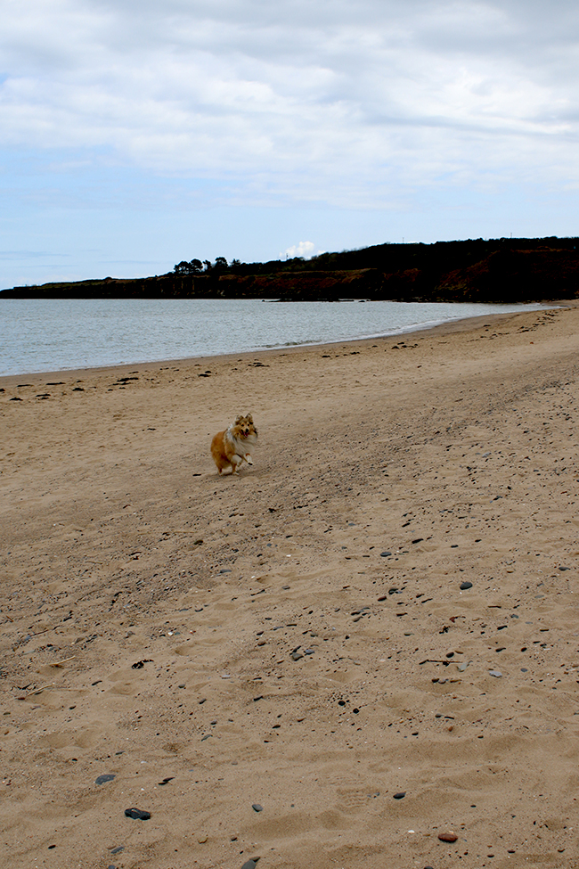 Lligwy Beach, Anglesey, Wales - sheltie on beach